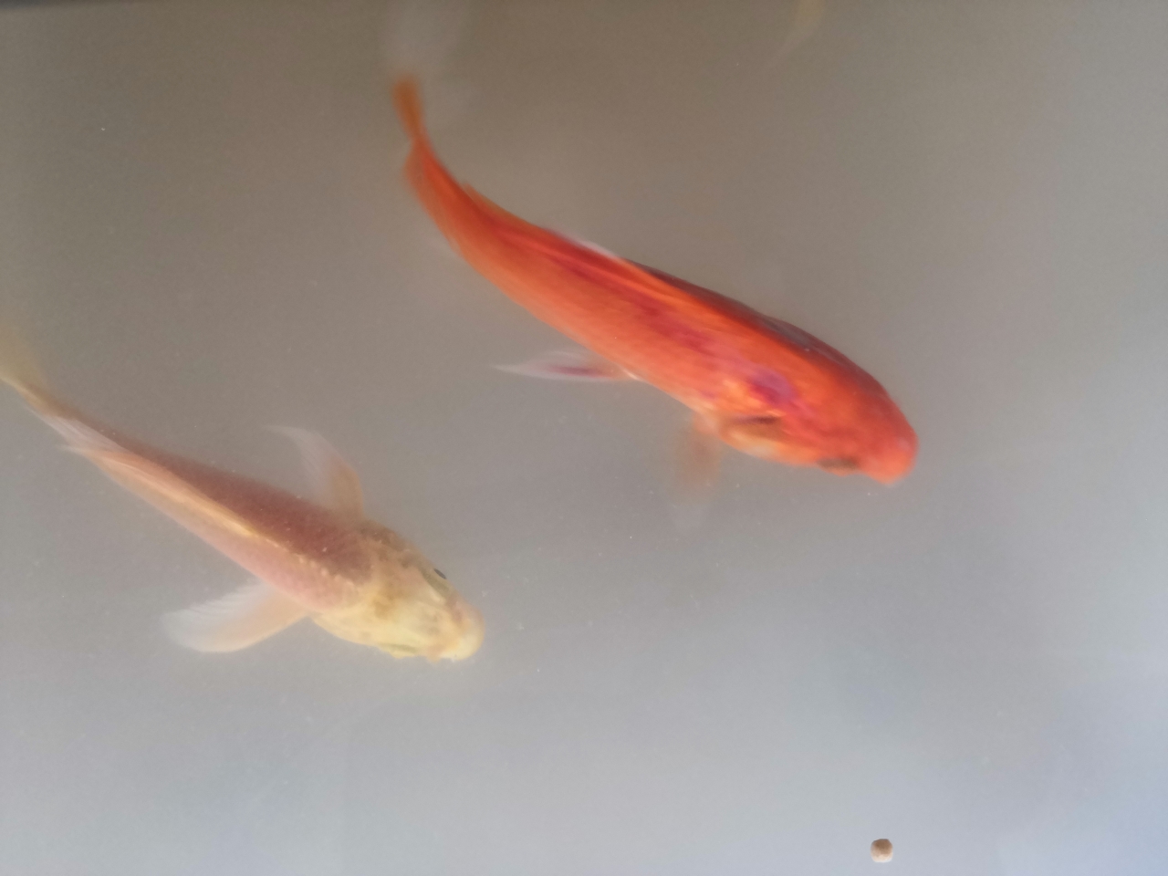 蘭州水族館魚(yú)生病了求藥方 鴨嘴鯊魚(yú) 第2張