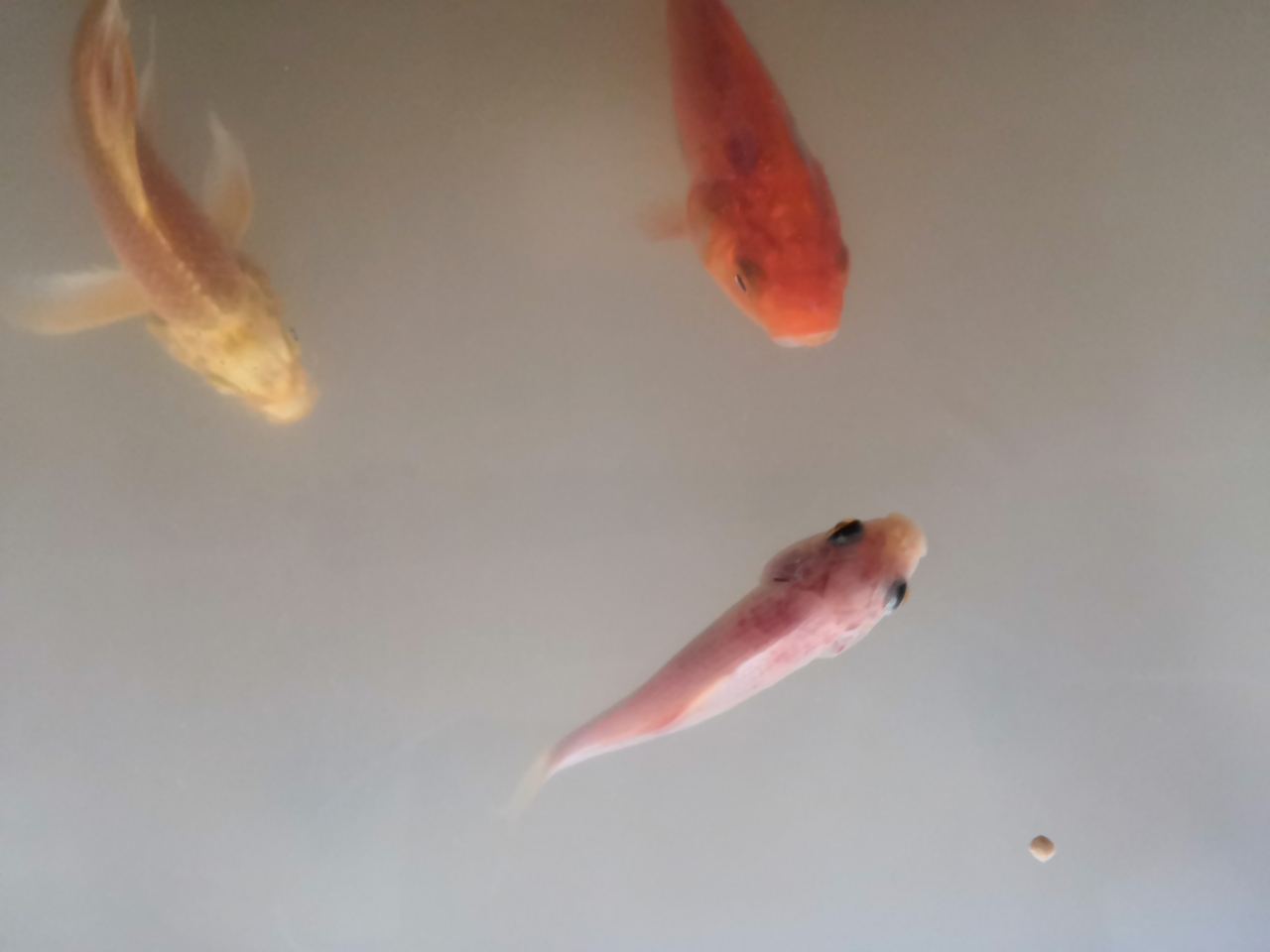 蘭州水族館魚(yú)生病了求藥方 鴨嘴鯊魚(yú) 第3張