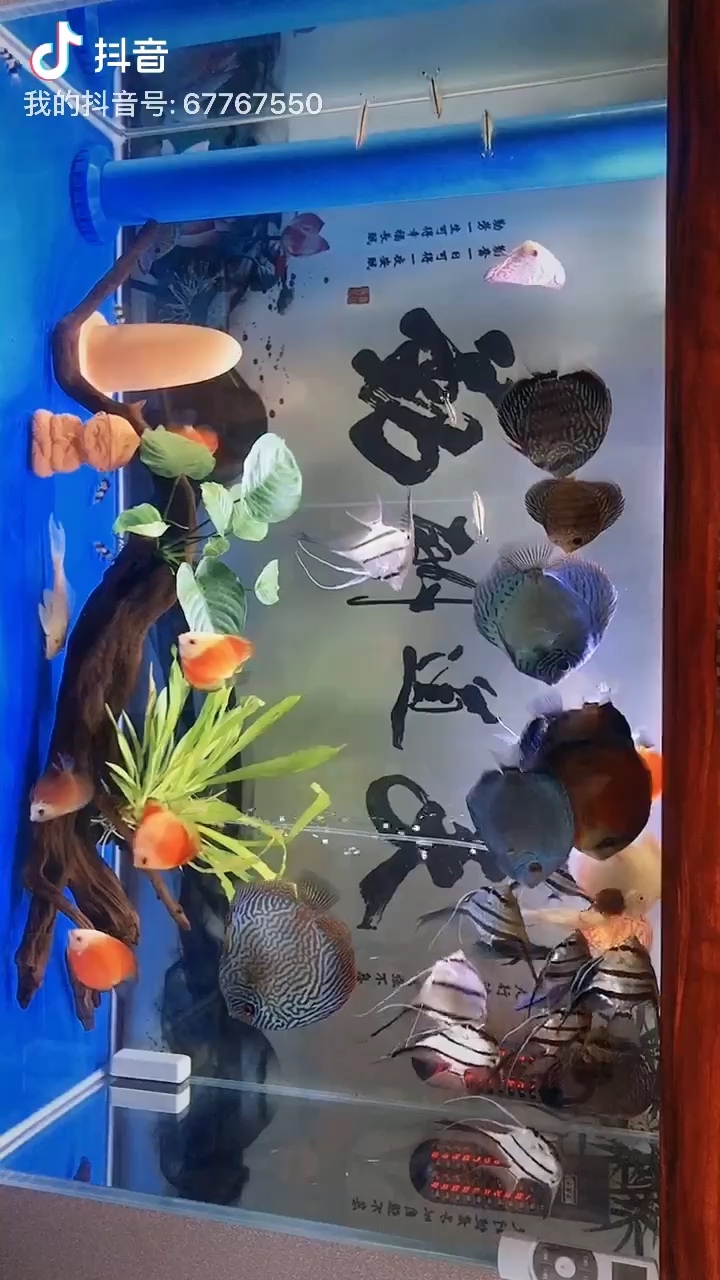 蚌埠水族館如魚(yú)得水