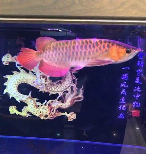 濟(jì)南水族館經(jīng)典藍(lán)大頭娃娃就是帥