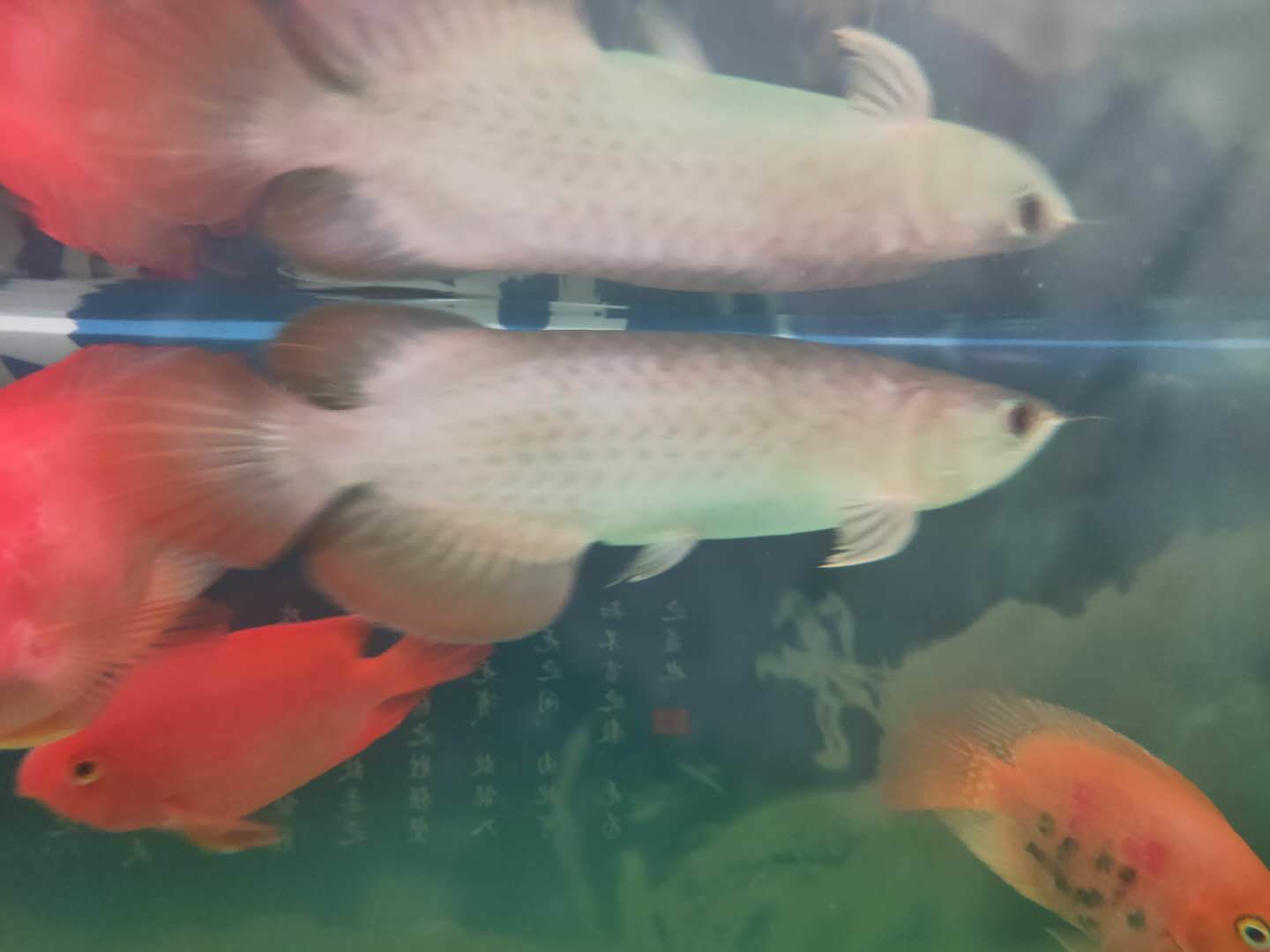 索迪卡紅龍20公分 金龍魚糧 第4張