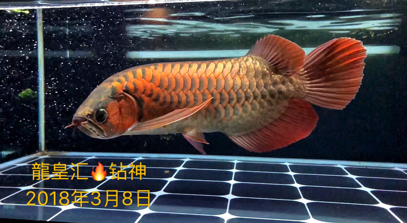 鉆神3個(gè)月的變化 慈雕魚 第4張