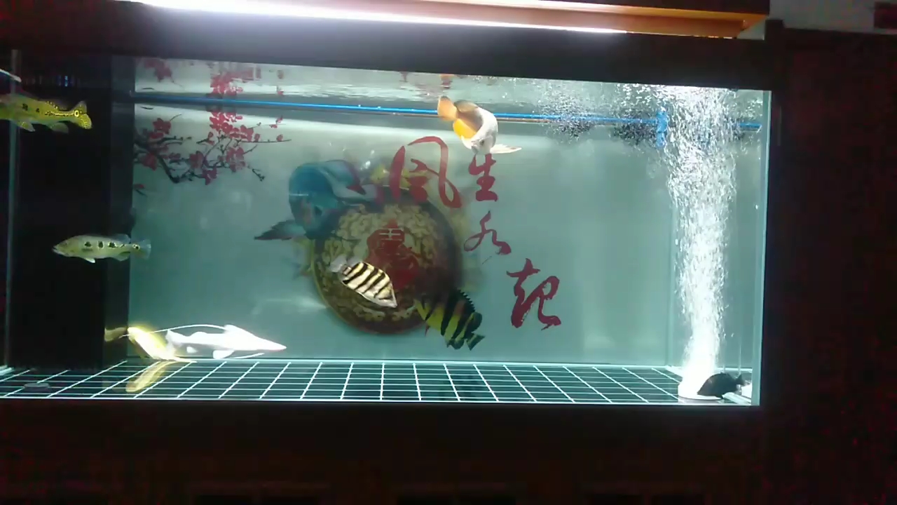 益陽觀賞魚市場曬曬魚 觀賞魚市場（混養(yǎng)魚） 第2張