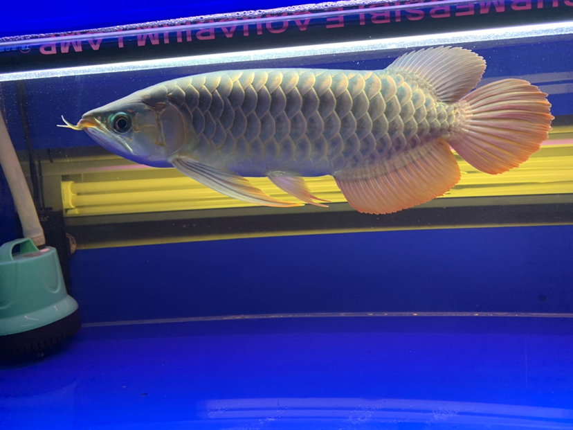 汕尾水族館2020重點培養(yǎng)對象 黃金貓魚 第3張