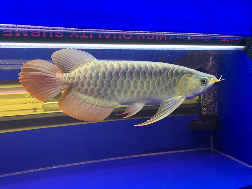 汕尾水族館2020重點培養(yǎng)對象 黃金貓魚 第2張