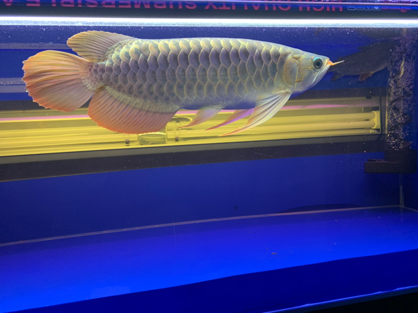 汕尾水族館2020重點培養(yǎng)對象 黃金貓魚 第4張