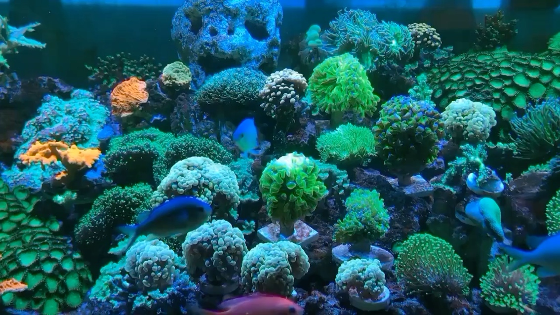 懷化水族館珊瑚又來了