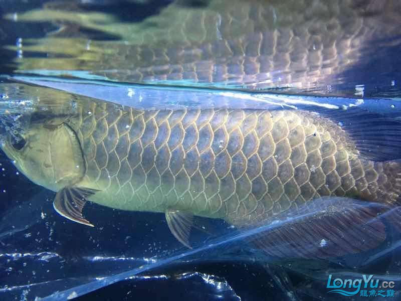 剛請回家 丹頂錦鯉魚 第5張