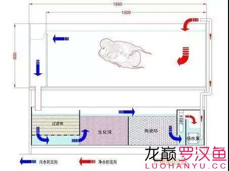 養(yǎng)好魚怎么可以少了過濾 黑水素 第4張