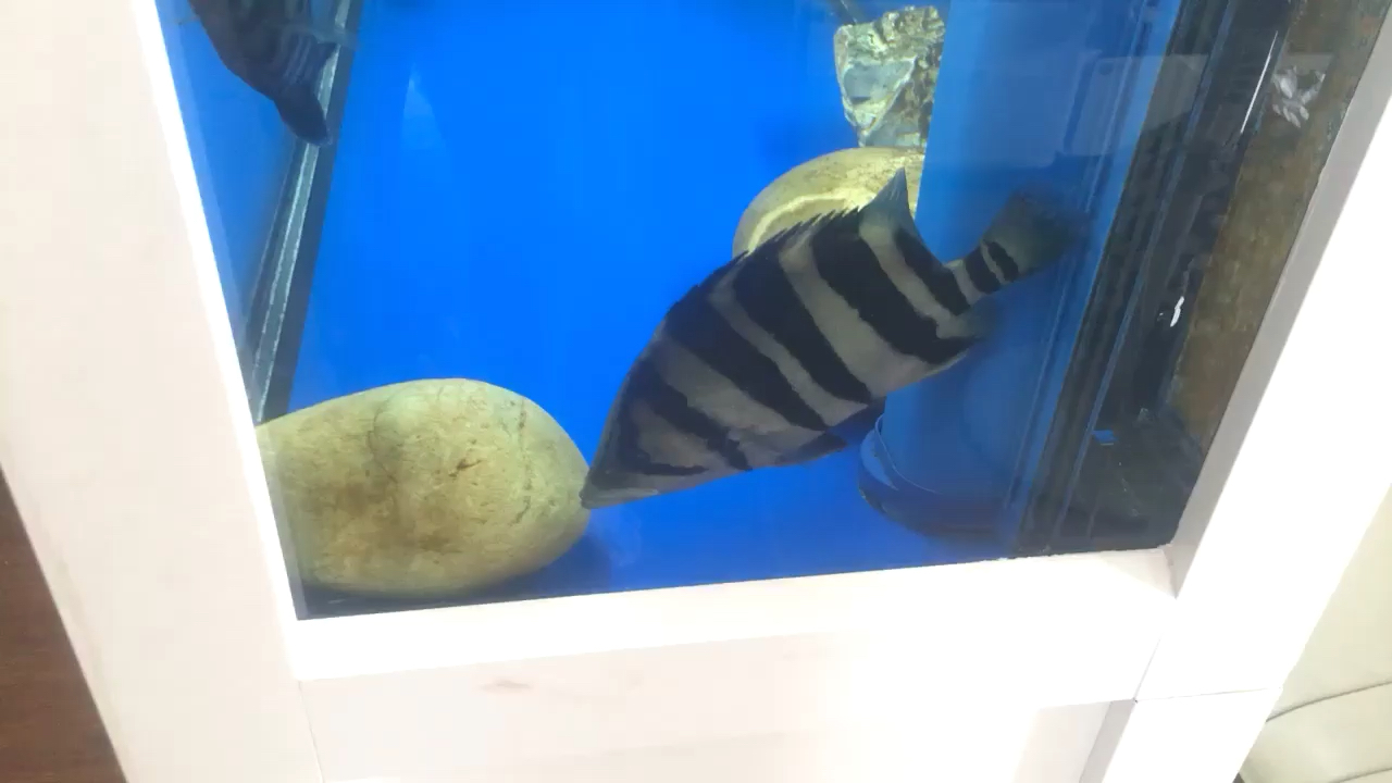 泰安水族館難得明一天 白子關刀魚 第2張