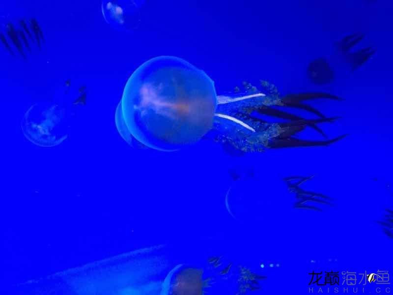 甘南州水族館有6個缸需要換燈有沒有好推薦