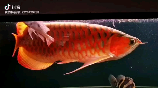 蕪湖水族館大寬 祥龍超血紅龍魚 第2張