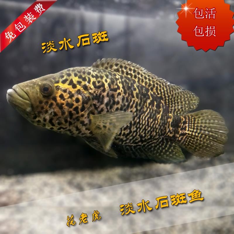 東莞觀賞魚市場淡水石斑魚請指教？？