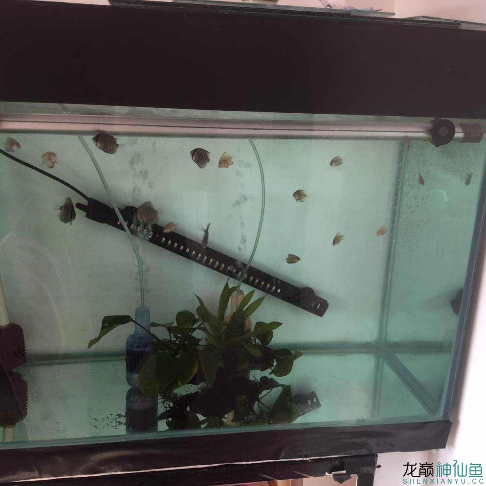 長治水族館我的小七彩照的不清晰大家見諒 成吉思汗鯊（球鯊）魚 第2張