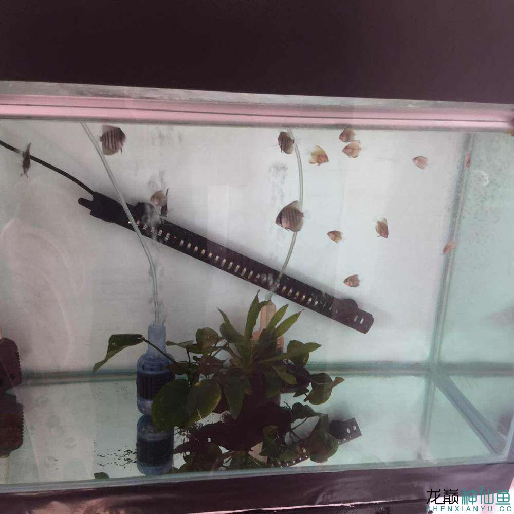 長治水族館我的小七彩照的不清晰大家見諒 成吉思汗鯊（球鯊）魚 第3張