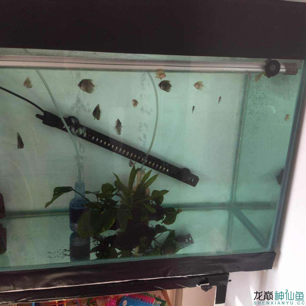 長治水族館我的小七彩照的不清晰大家見諒 成吉思汗鯊（球鯊）魚 第4張