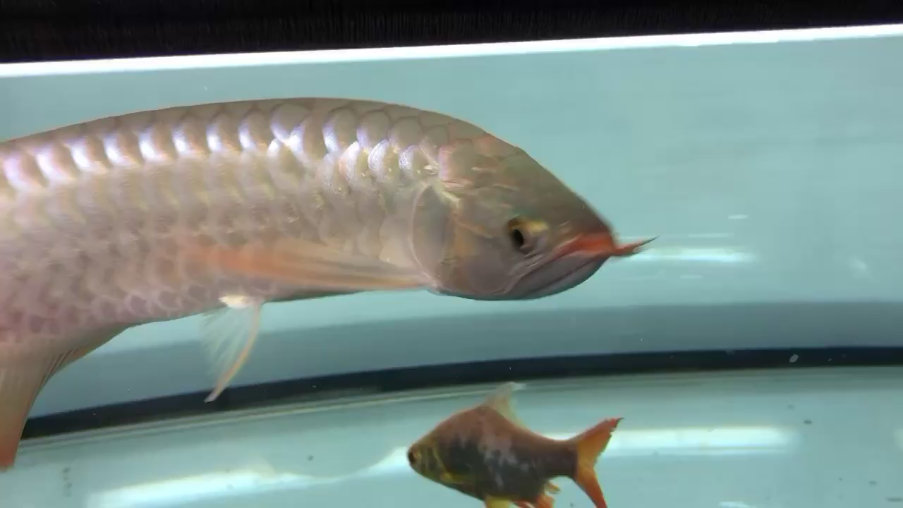 小魚(yú)回來(lái) 紅尾平克魚(yú)