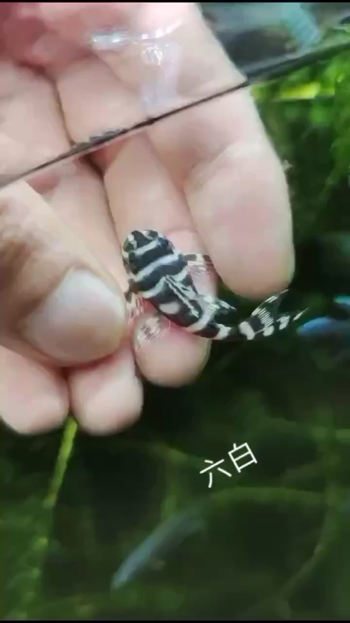 這魚咋樣？ 麥肯斯銀版魚 第1張