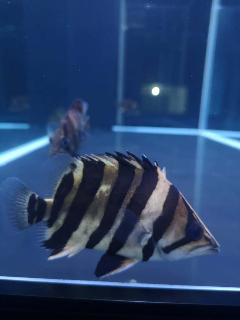 十堰水族館停電高溫 黑云魚 第3張