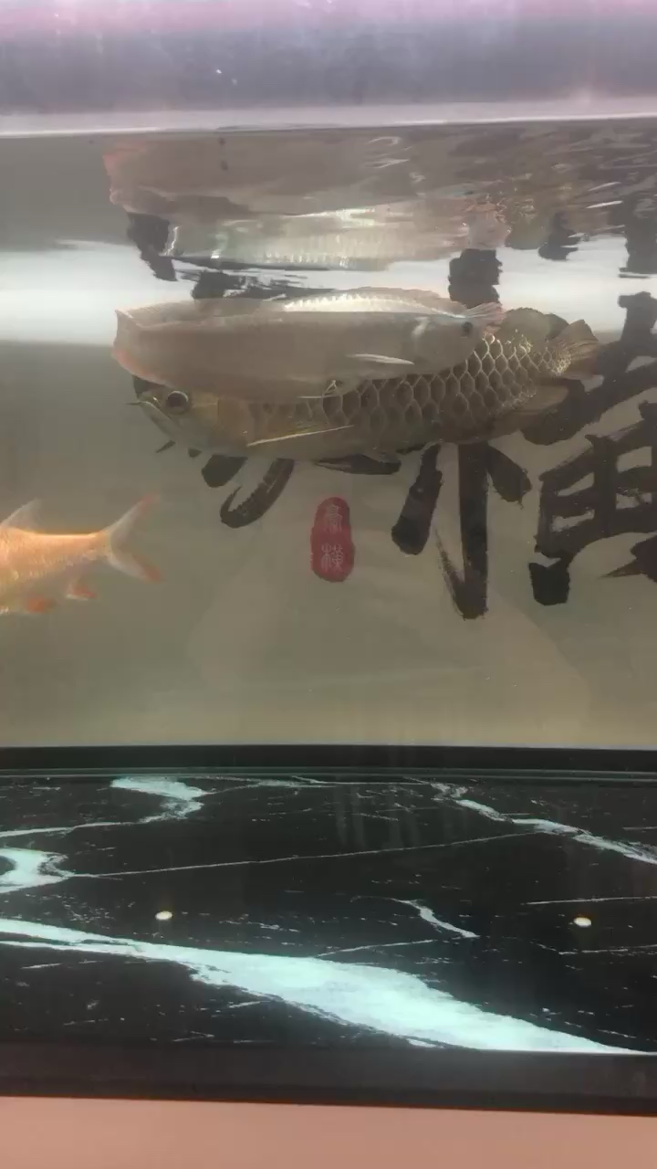 哈密觀賞魚市場大金龍吃小金龍嗎 觀賞魚市場（混養(yǎng)魚） 第1張