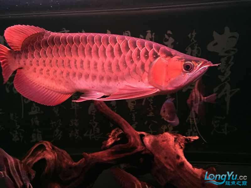 記錄小紅到家一年半 泰龐海蓮魚 第3張