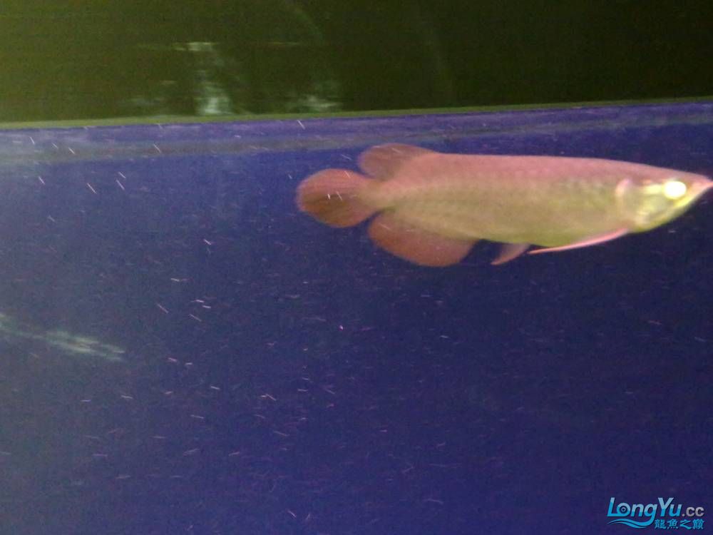 渭南水族館南京2011年2月22日新請到家的山塔爾綠皮辣椒感謝貼 羅漢魚 第3張