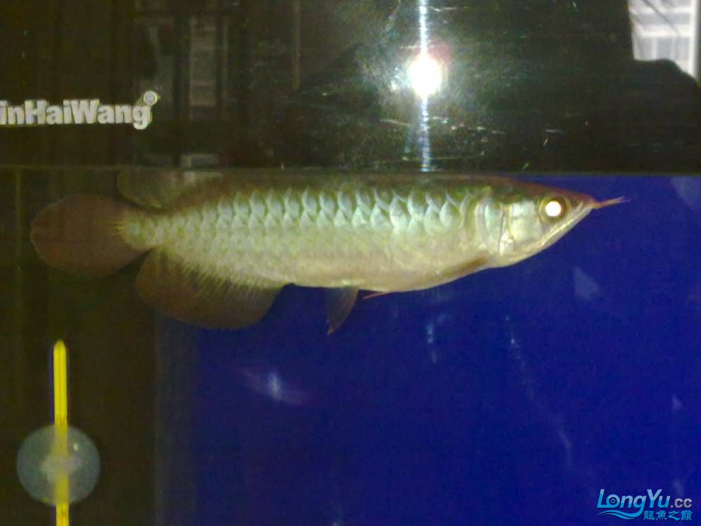 渭南水族館南京2011年2月22日新請到家的山塔爾綠皮辣椒感謝貼 羅漢魚 第1張