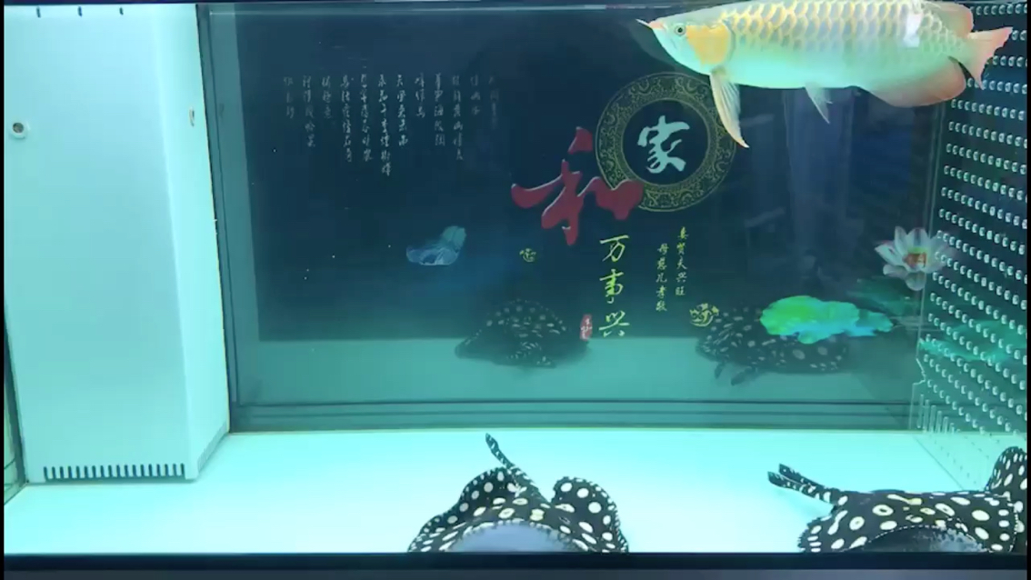 為了養(yǎng)好魚換了好幾波了 藍底過背金龍魚