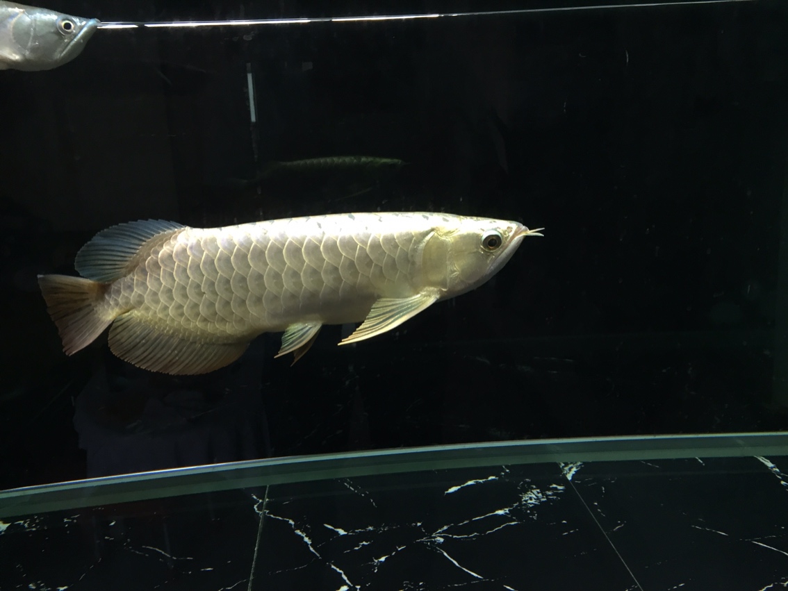 鞍山水族館金龍又換黑缸 黑桃A魚 第3張