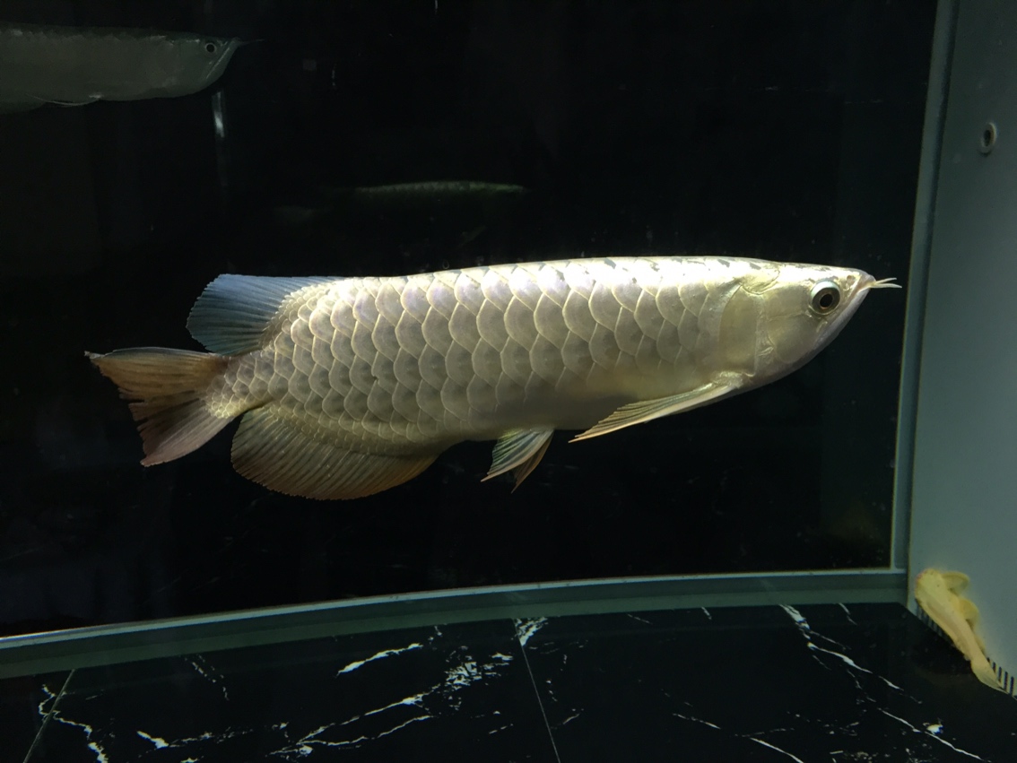 鞍山水族館金龍又換黑缸 黑桃A魚 第2張