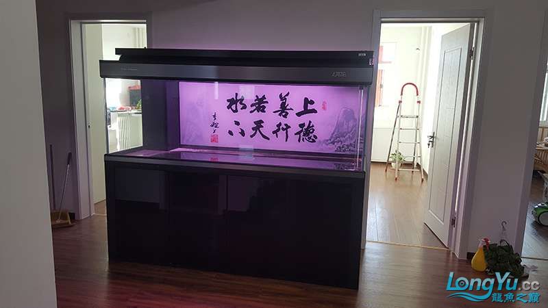 彩蝶魚缸原裝御龍國際燈管8支 白子關(guān)刀魚苗 第4張