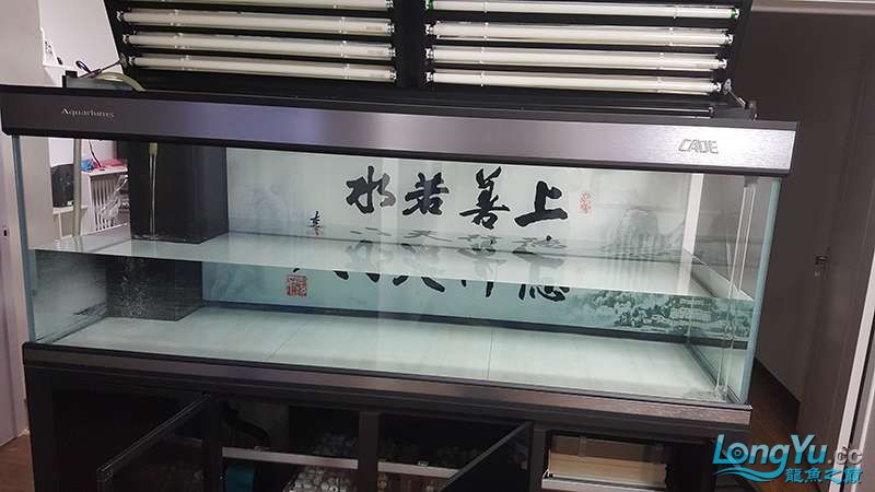 彩蝶魚缸原裝御龍國際燈管8支 白子關(guān)刀魚苗 第3張