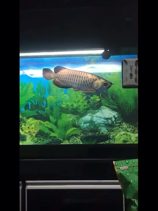 萊蕪水族館過背嗎算短身嗎 福滿鉆魚 第2張