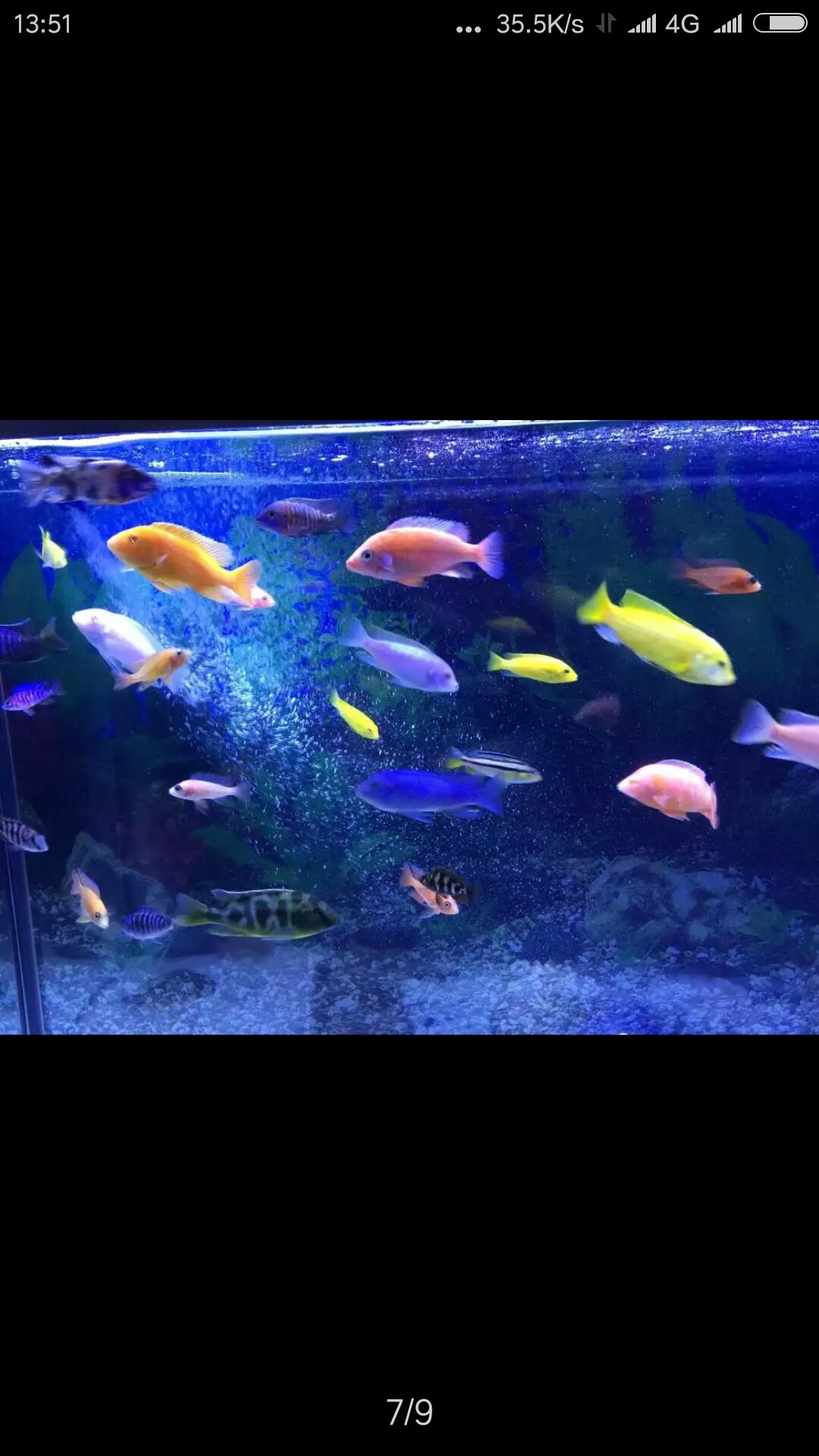 漯河水族館最喜歡看魚兒吃東西了 白子關(guān)刀魚苗 第1張