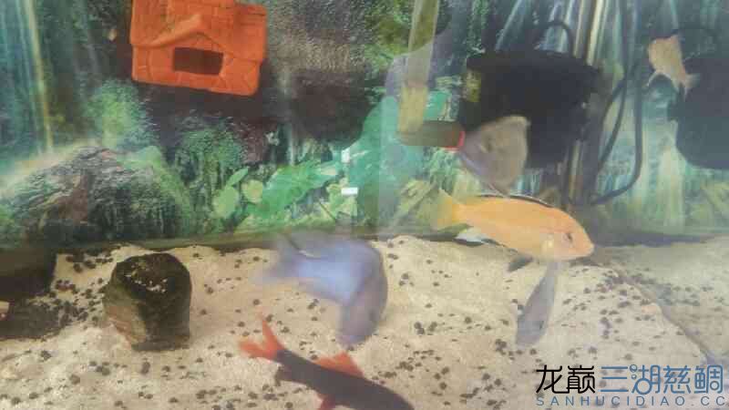 滄州水族館悠然居+瘋狂的馬雕