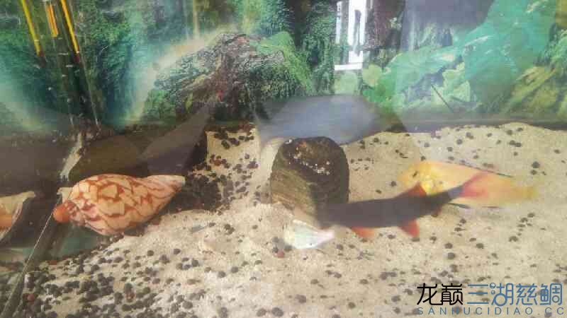 滄州水族館悠然居+瘋狂的馬雕 申古三間魚 第4張