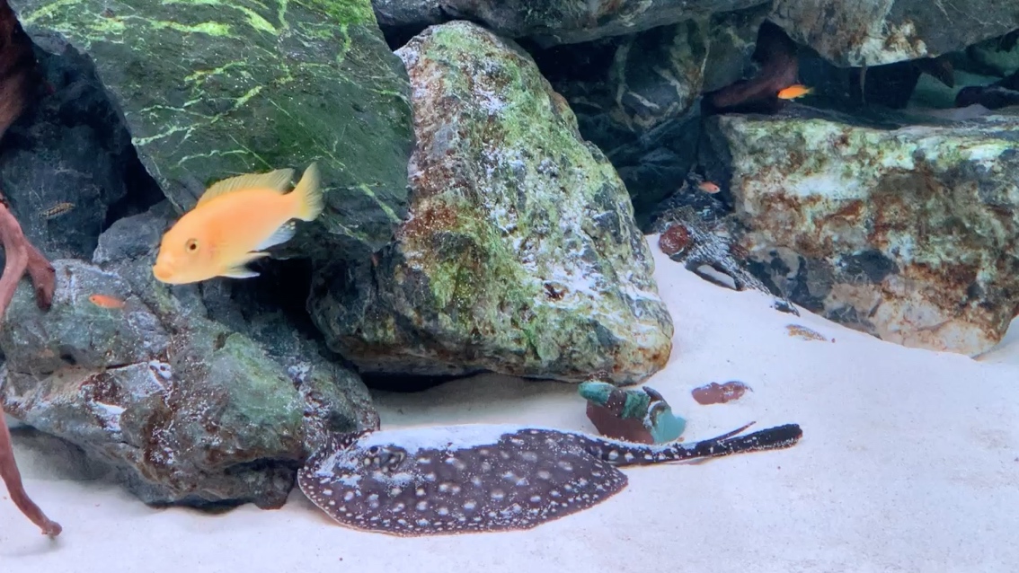 大同水族館像野生魟魚嗎 赤荔鳳冠魚 第2張