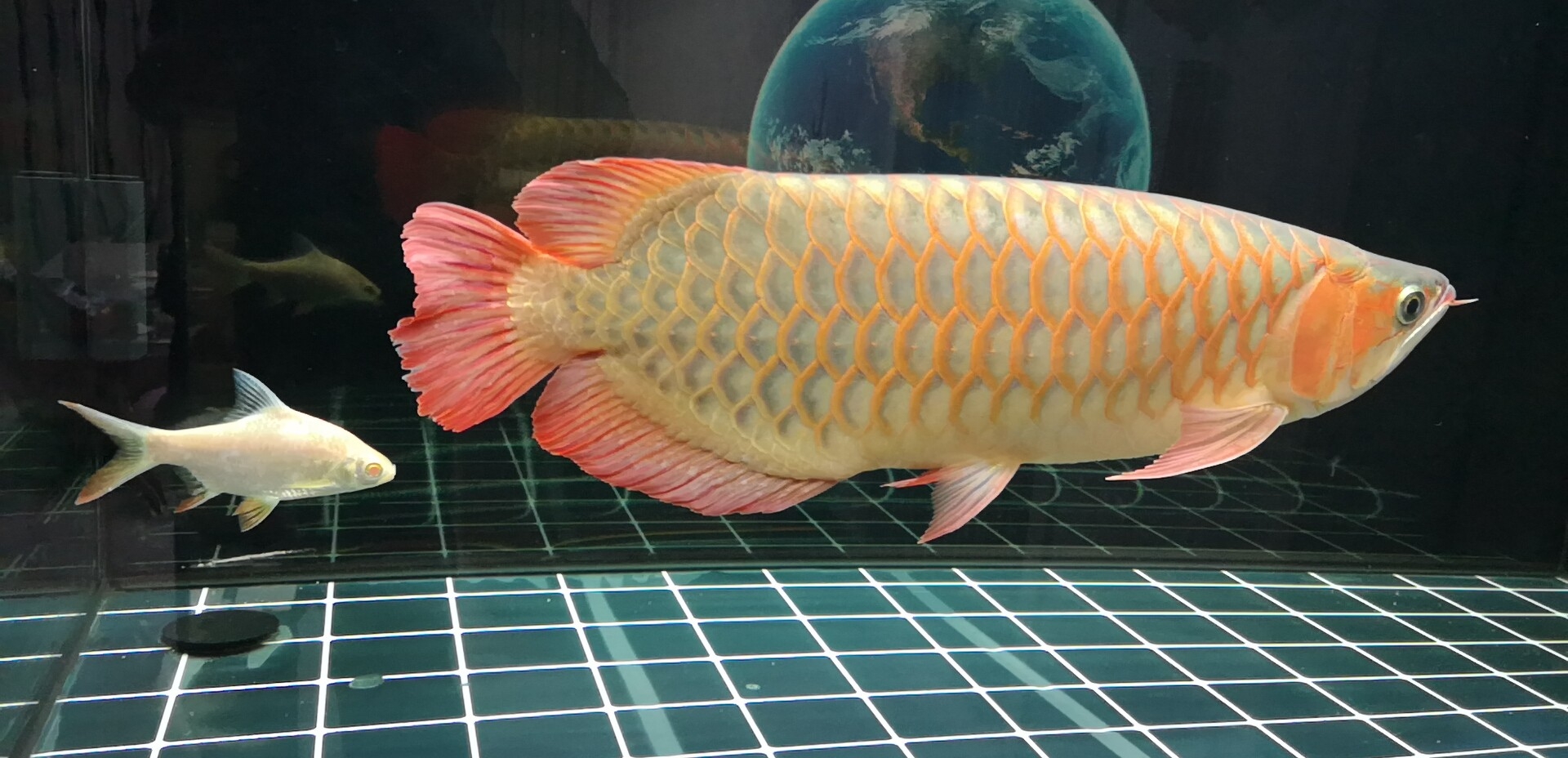 榆林水族館求教:紅龍趴缸不吃蝦請教有什么老辦法？ 銀古魚苗 第3張