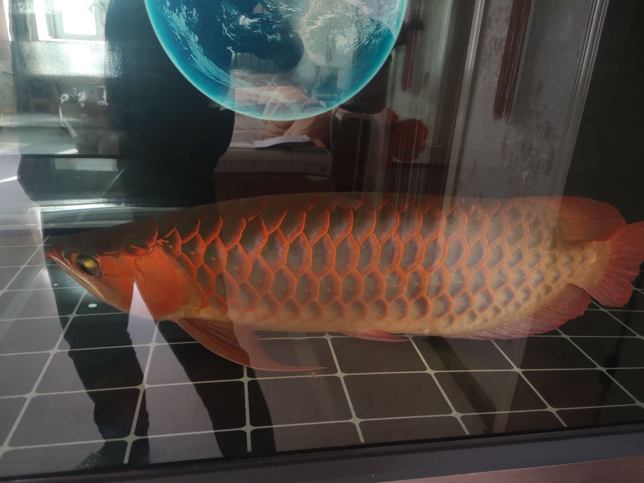 榆林水族館求教:紅龍趴缸不吃蝦請教有什么老辦法？ 銀古魚苗 第5張