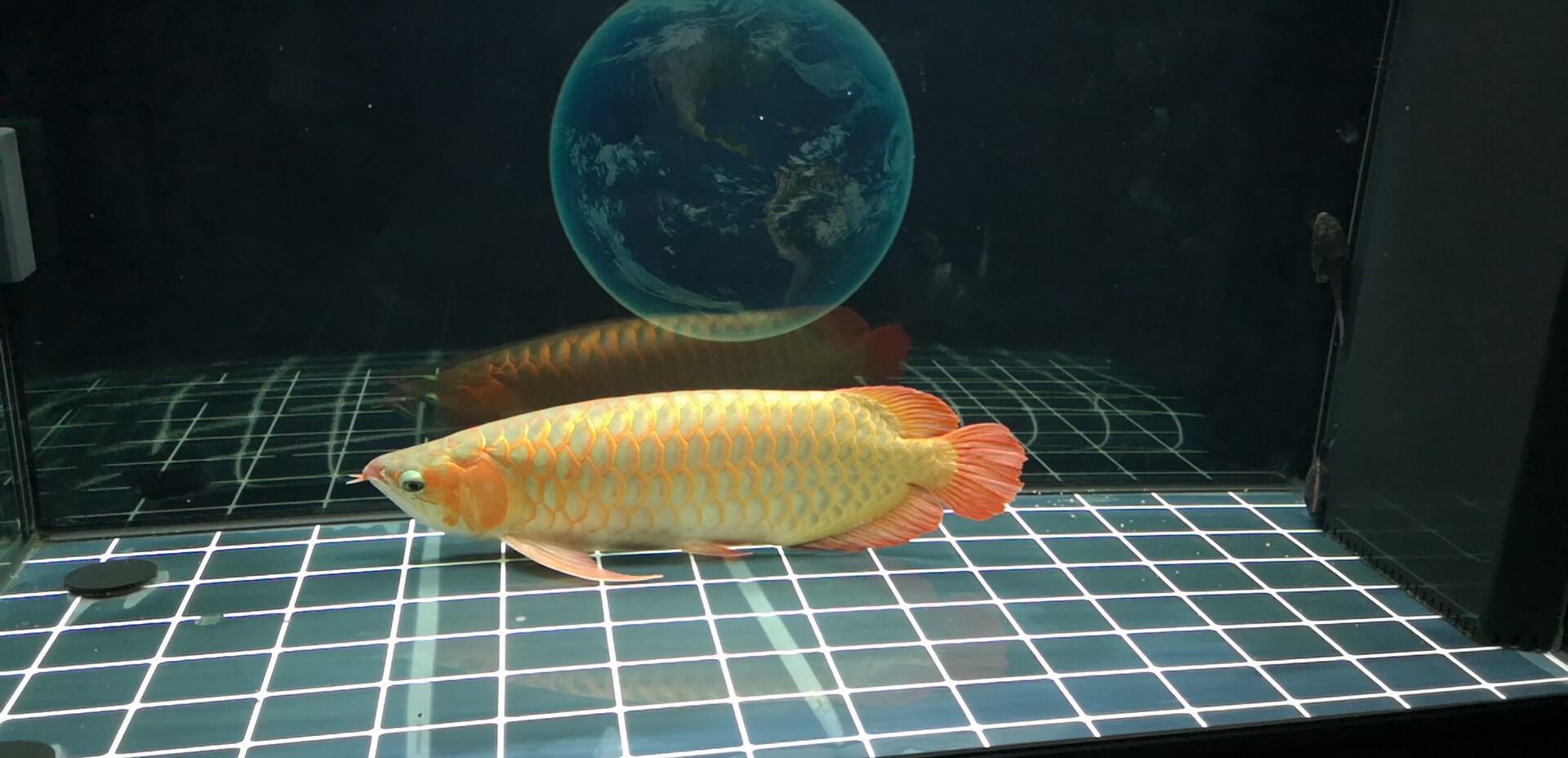 榆林水族館求教:紅龍趴缸不吃蝦請教有什么老辦法？ 銀古魚苗 第4張