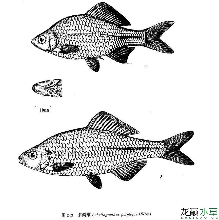 中國特有物種多鱗鱊 金三間魚 第4張