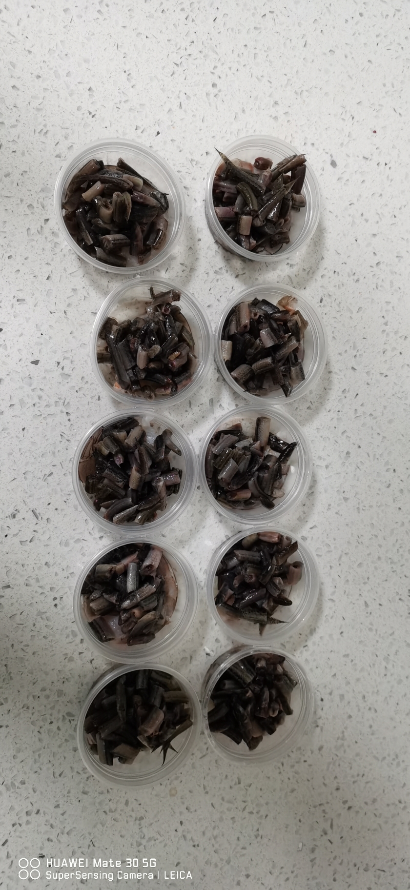 菏澤觀賞魚市場(chǎng)愛魚健康成長從處理魚食開始 觀賞魚市場(chǎng)（混養(yǎng)魚） 第6張