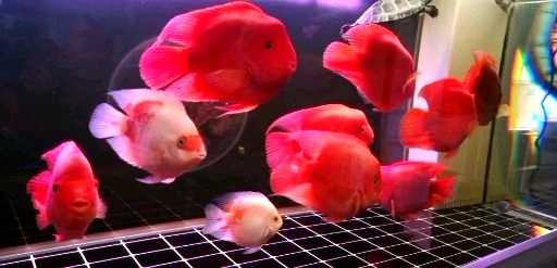 讓我們一起來熟悉一下鸚鵡魚八 鸚鵡魚 第4張