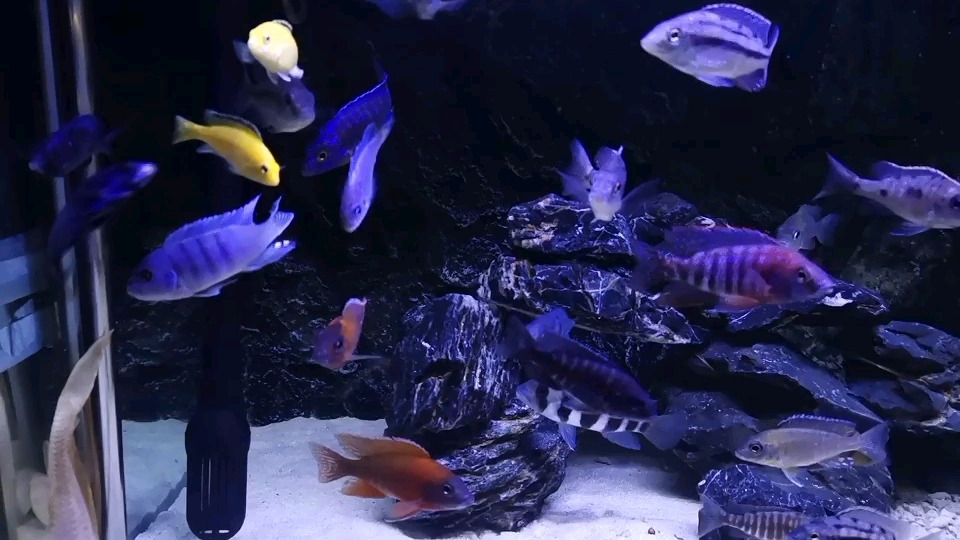 南充水族館幾條紅鷹都沒發(fā)色怎么回事？