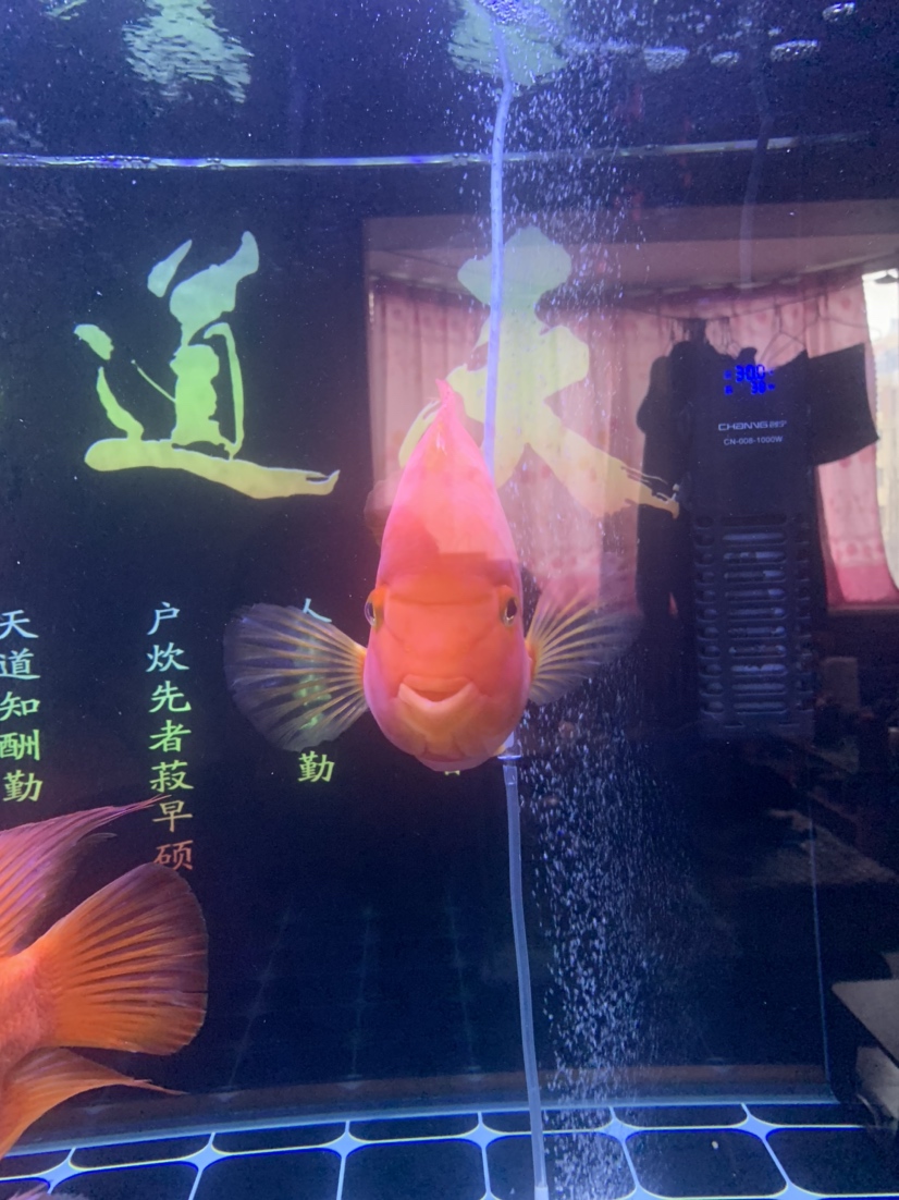 為什么我的財(cái)神魚最近開始面壁思過不吃食 印尼小紅龍 第1張