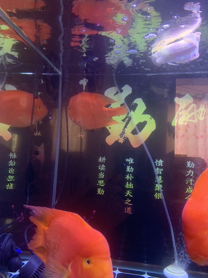 為什么我的財(cái)神魚最近開始面壁思過不吃食 印尼小紅龍 第2張