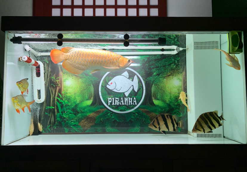 衢州水族館兩年整 廣州水族器材濾材批發(fā)市場(chǎng) 第5張