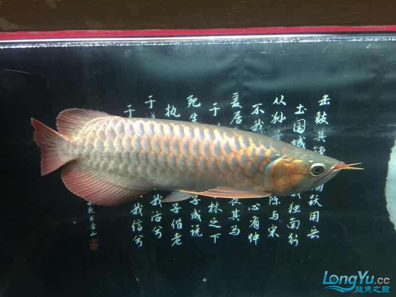 克孜勒蘇柯爾克孜自治州水族館一歩一腳印 觀賞蝦蟹等飼料 第4張