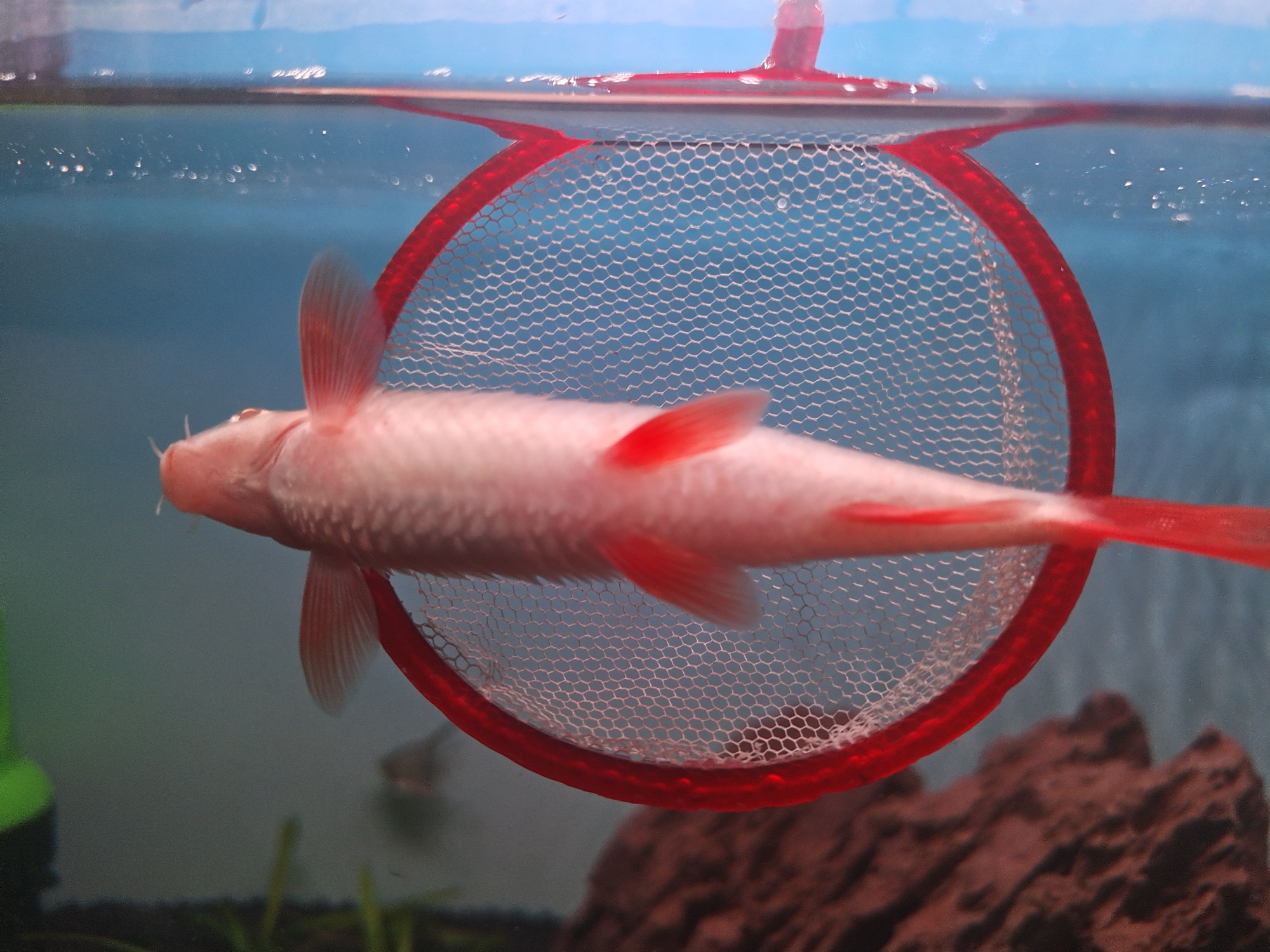 灞橋區(qū)水族館炸鱗 祥龍龍魚專用水族燈 第4張