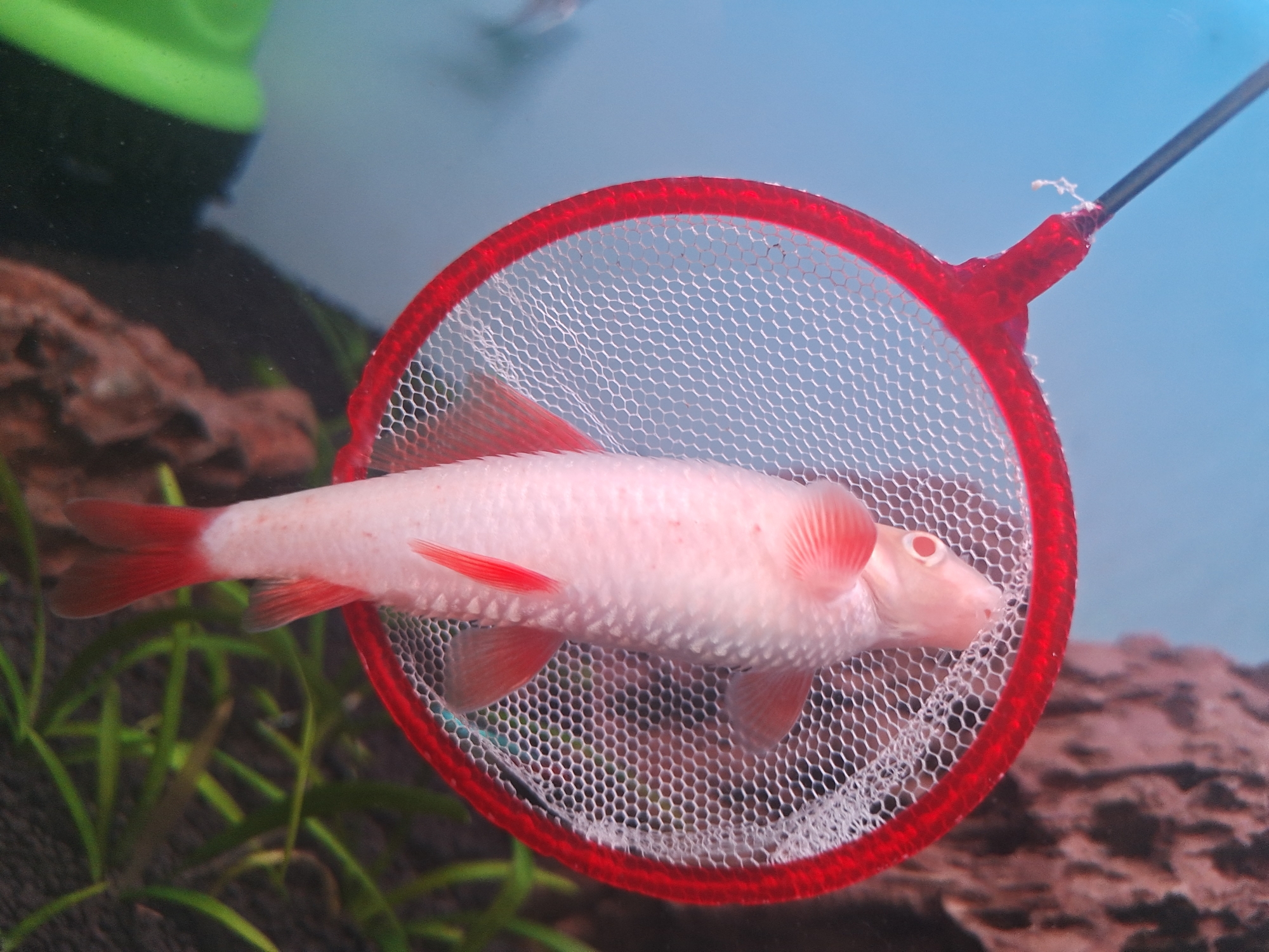 灞橋區(qū)水族館炸鱗 祥龍龍魚專用水族燈 第3張